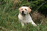 LABRADOR 1255
